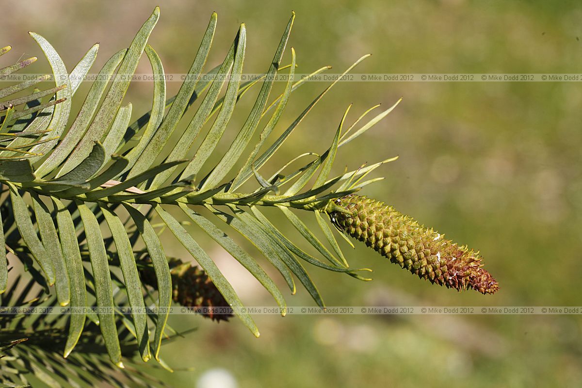 Wollemia nobilis Wollemi Pine