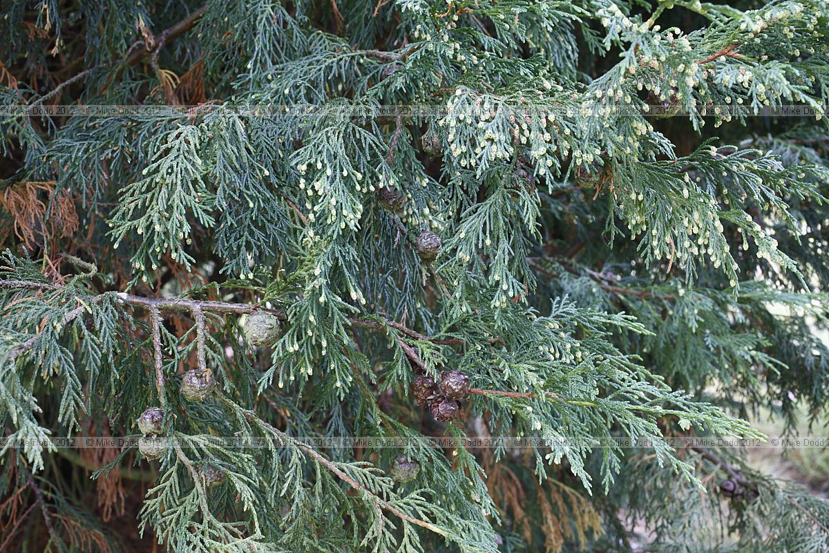 x Cupressocyparis leylandii