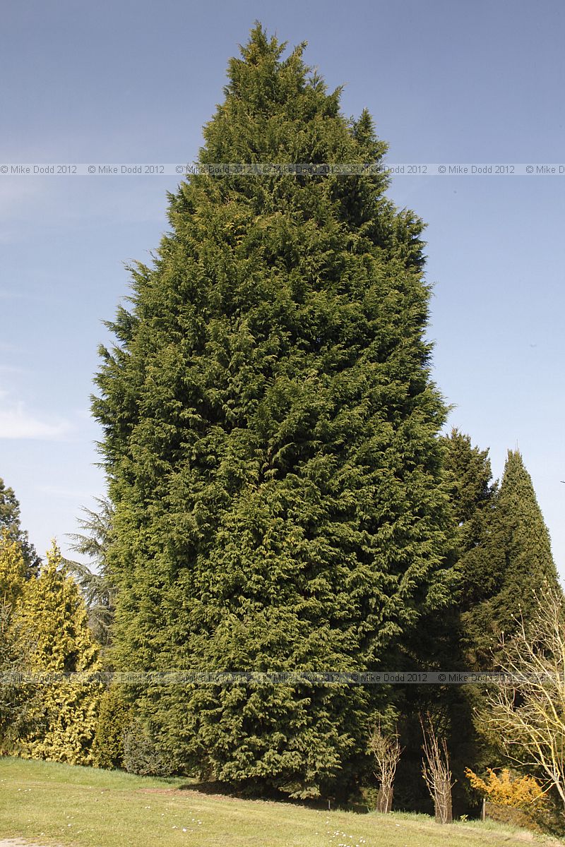 x Cupressocyparis leylandii