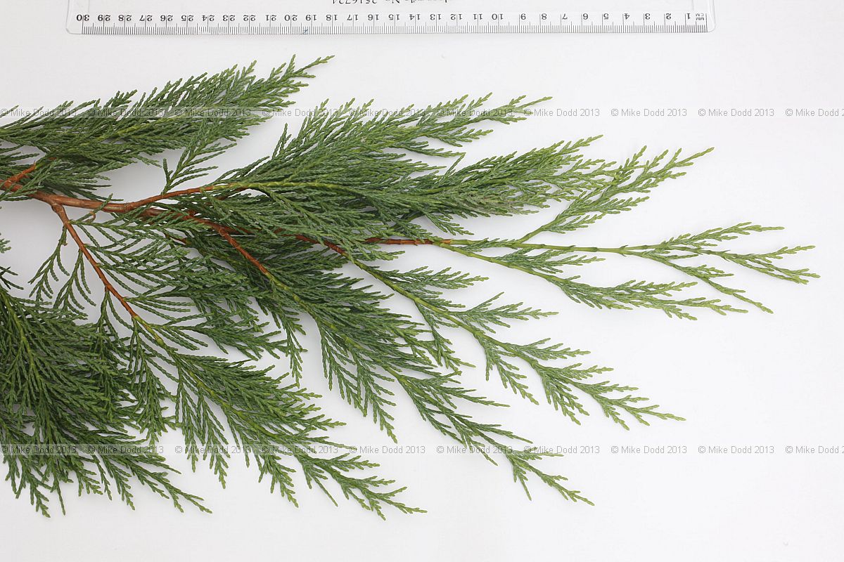 x Cupressocyparis leylandii Leylandii