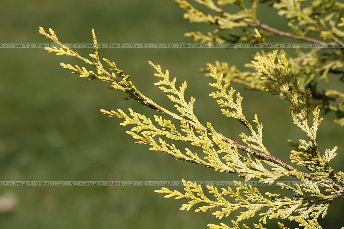 x Cupressocyparis leylandii 'Gold Nugget'