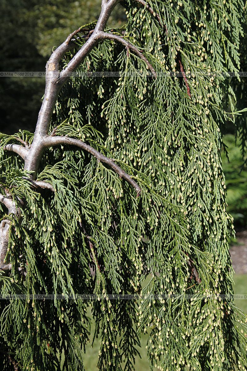 Xanthocyparis nootkatensis 'Pendula'