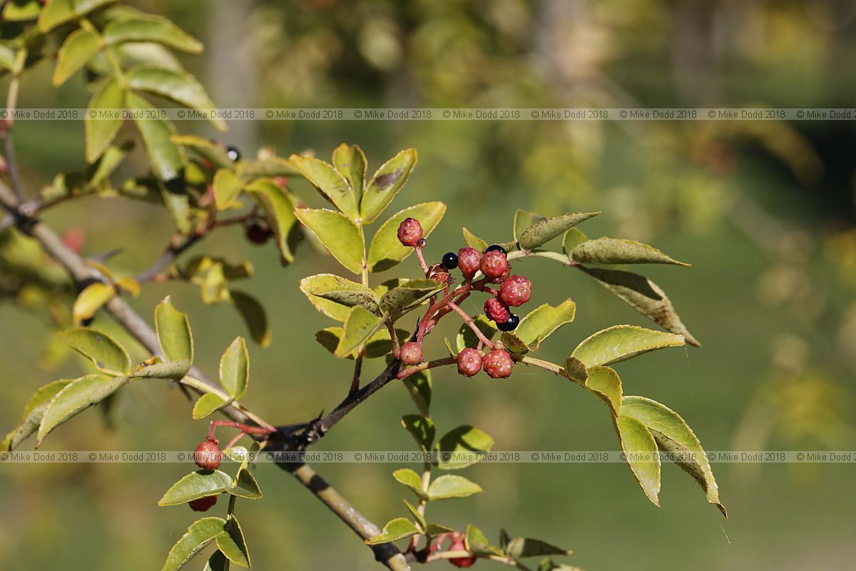 Zanthoxylum simulans Sichuan pepper