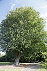 Zelkova carpinifolia Caucasian Elm
