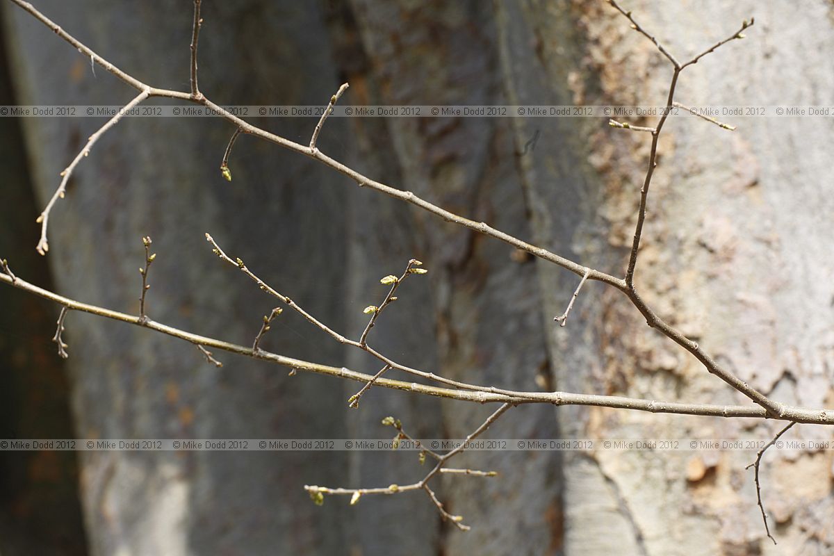Zelkova carpinifolia Caucasian Elm