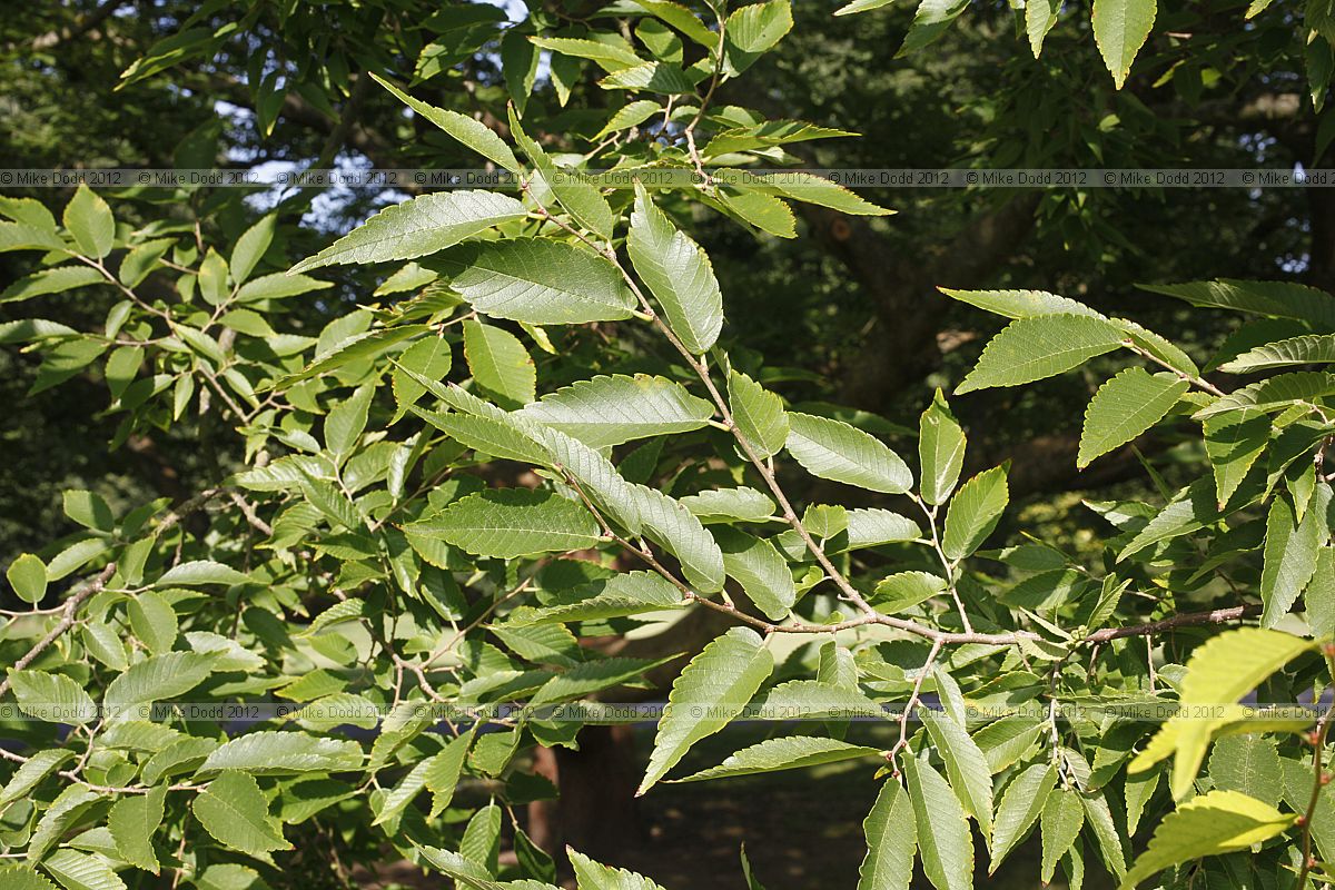 Zelkova schneideriana Schneider's zelkova