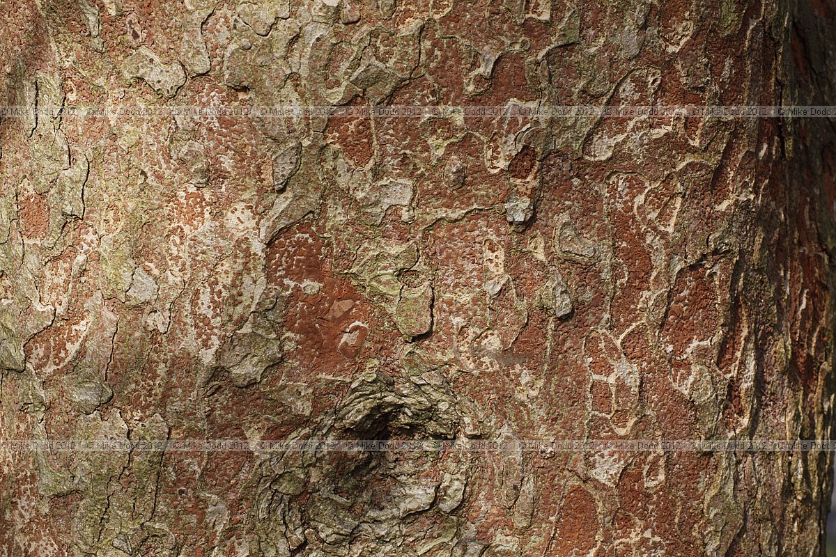 Zelkova schneideriana Schneider's zelkova