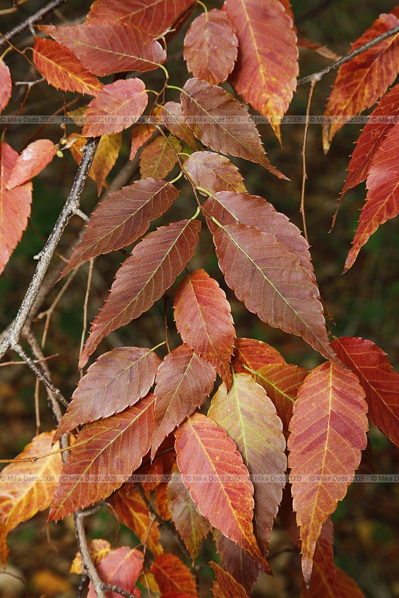 Zelkova serrata Japanese Zelkova