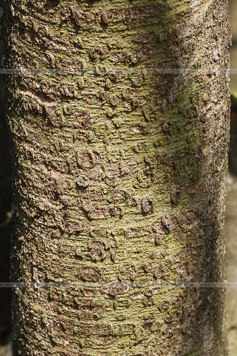 Zelkova serrata Keaki