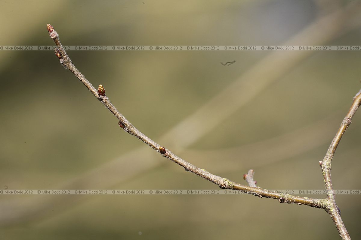 Zelkova serrata Keaki