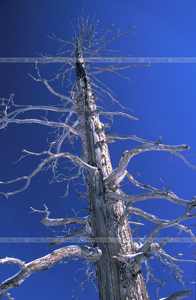 dead tree Bryce canyon Utah