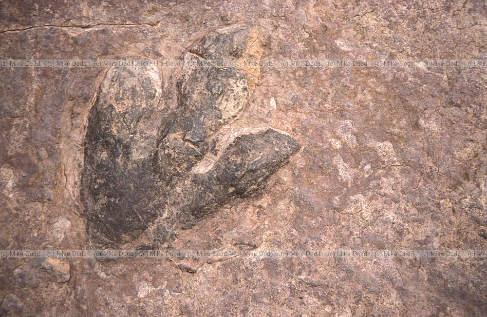 Dinosaur footprint Arizona