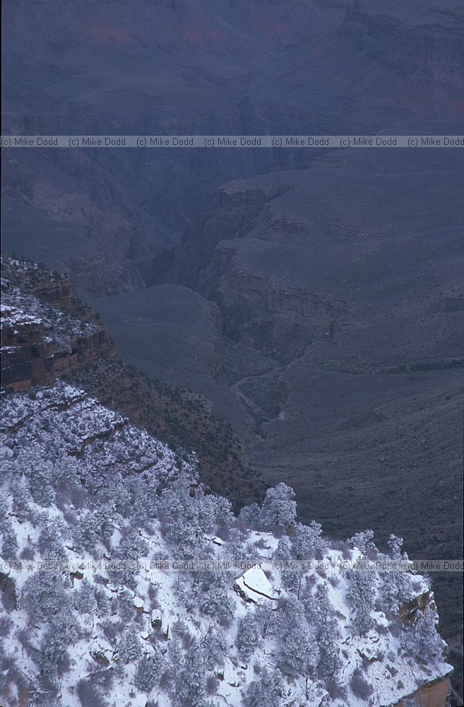 snowy trees Grand Canyon Arizona