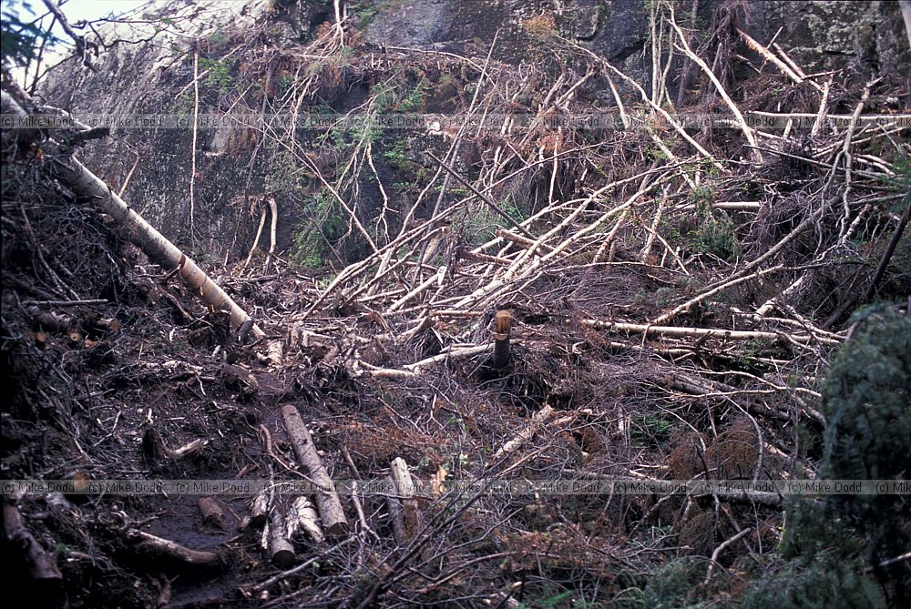 fallen trees Avalanche pass Adirondacks New York state