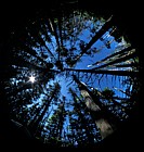 Abies balsamea fir tree hemispherical photo Whiteface mountain Adirondacks New York state
