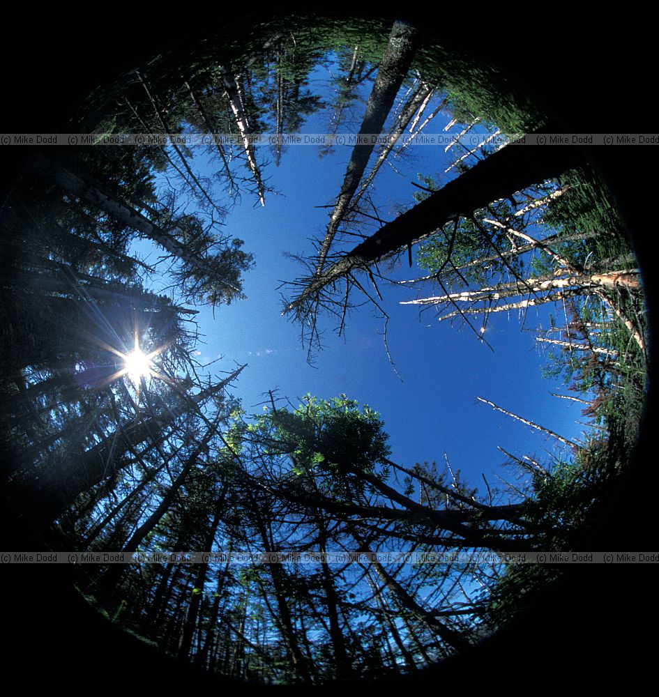 Abies balsamea fir tree hemispherical photo Whiteface mountain Adirondacks New York state