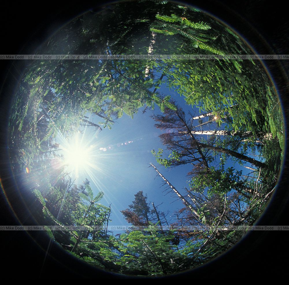 Abies balsamea fir tree hemispherical photo Whiteface mountain Adirondacks New York state