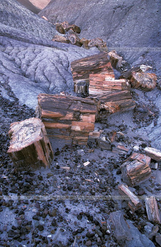 Petrified wood at petrified forest National Park Arizona