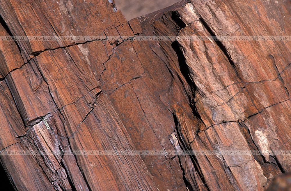 Petrified wood at petrified forest National Park Arizona