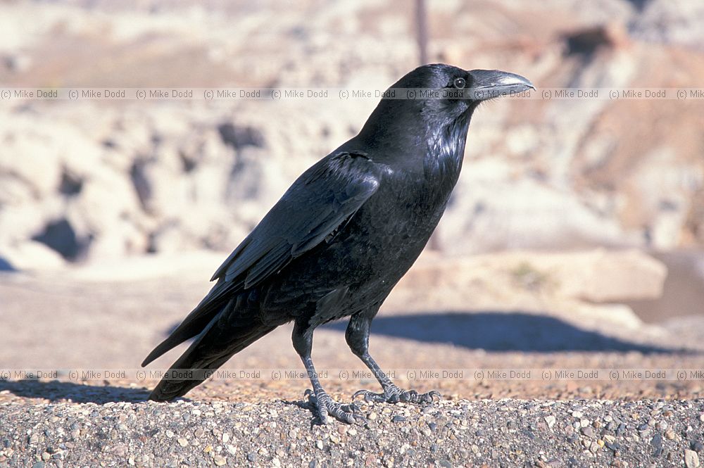 Raven painted desert Arizona