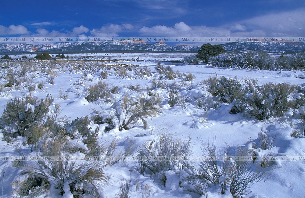 Snowy desert near Bryce canyon