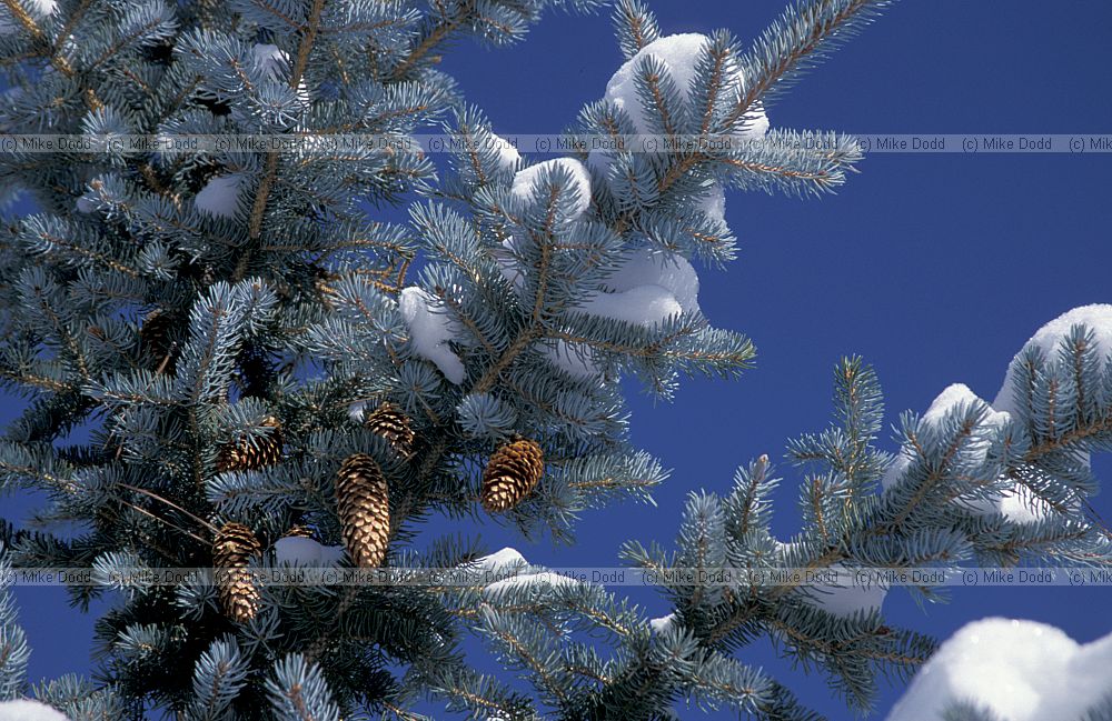 tree with snow Bryce canyon Utah