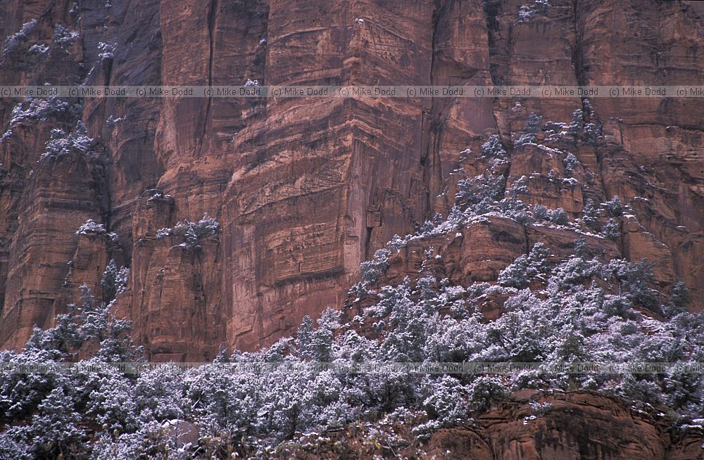 Zion national park Utah with snow