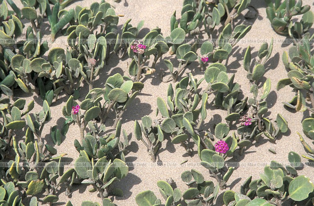 Abronia maritima in coastal dunes California