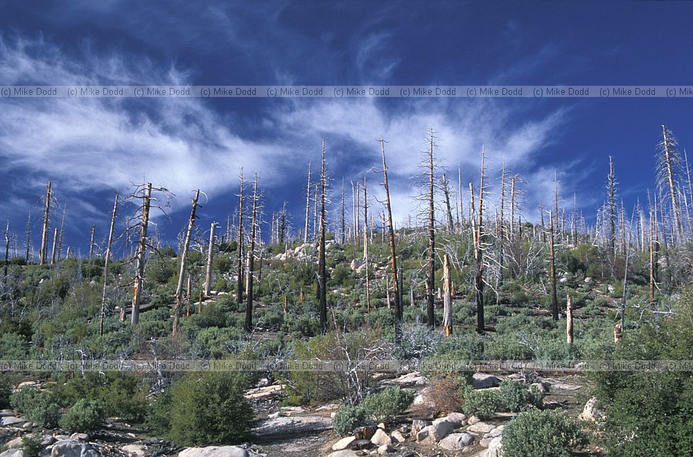 After forest fire near Yosemite California and cirrus clouds