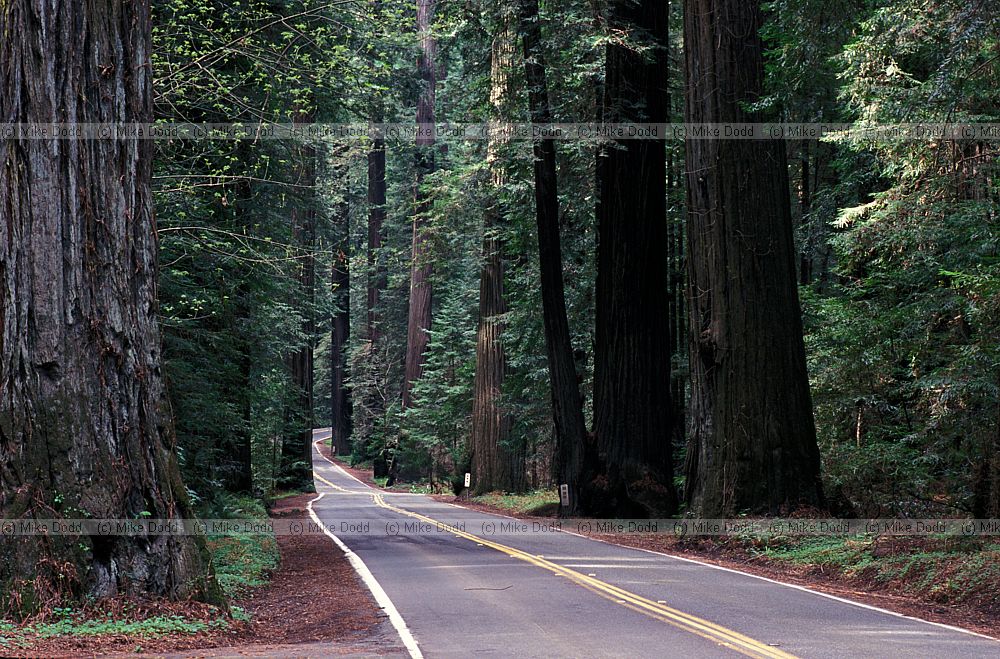 Avenue of the giants Sequoia sempervirens coastal redwoods California