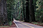 Avenue of the giants Sequoia sempervirens coastal redwoods California