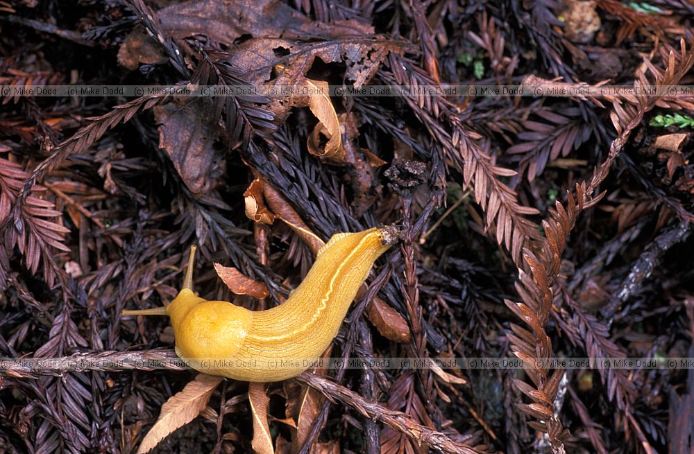Banana slug in coastal redwood forest California