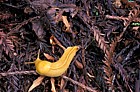 Banana slug in coastal redwood forest California