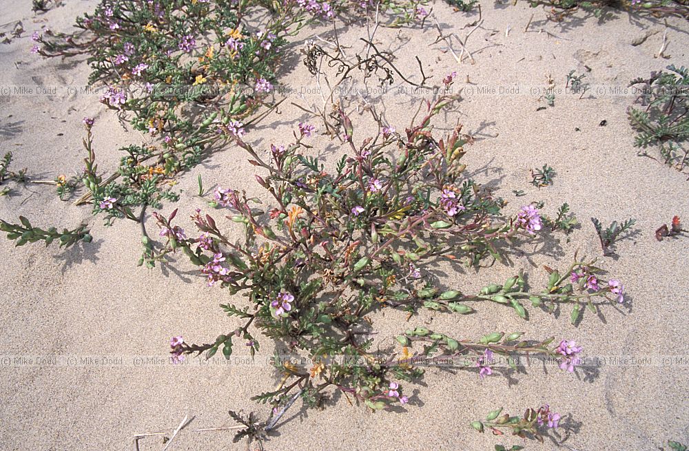 Cakile maritima on coastal dunes California