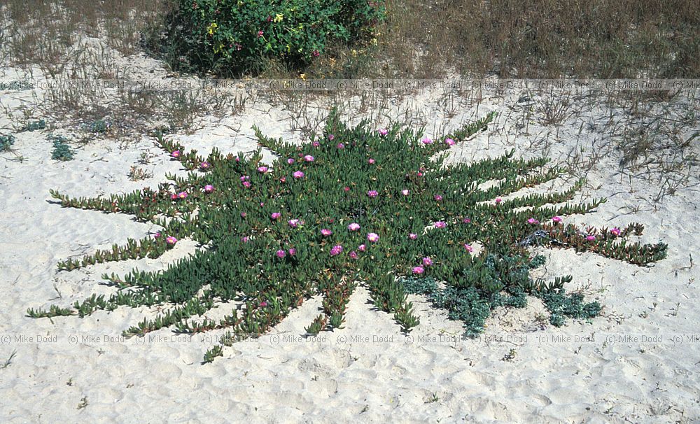 Carpobrotus edulis Pismo dunes California