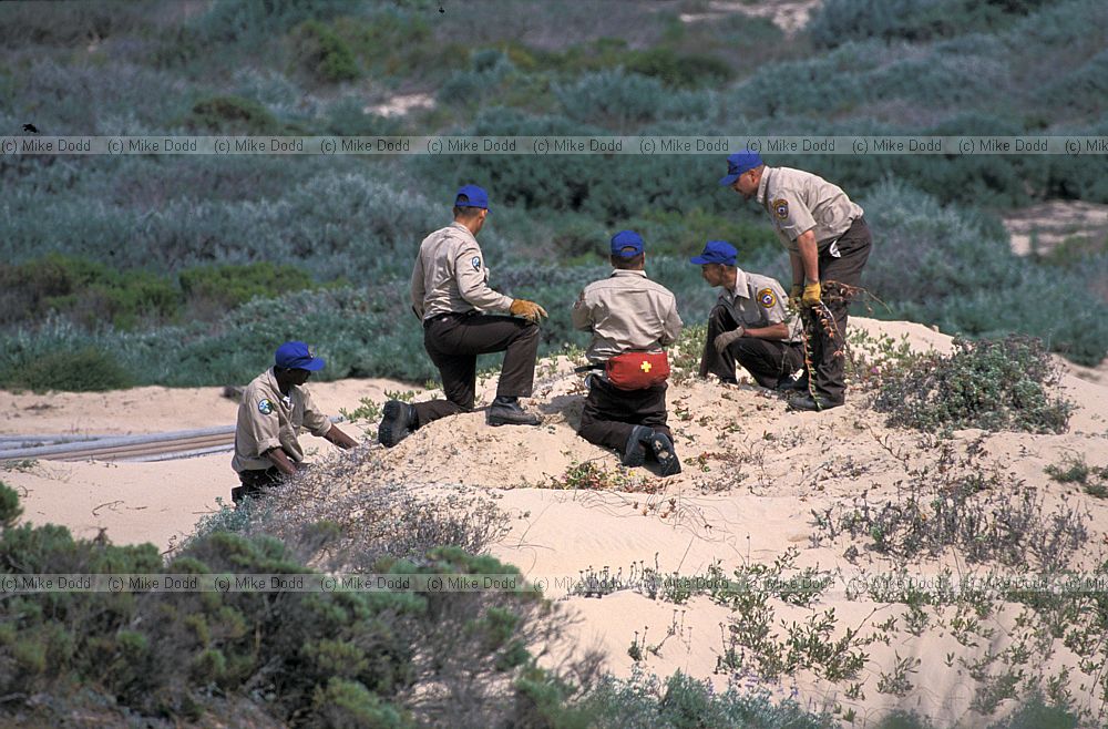 Conservation corps clearing alien plants from coastal sand dunes Guadelupe