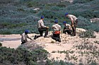 Conservation corps clearing alien plants from coastal sand dunes Guadelupe