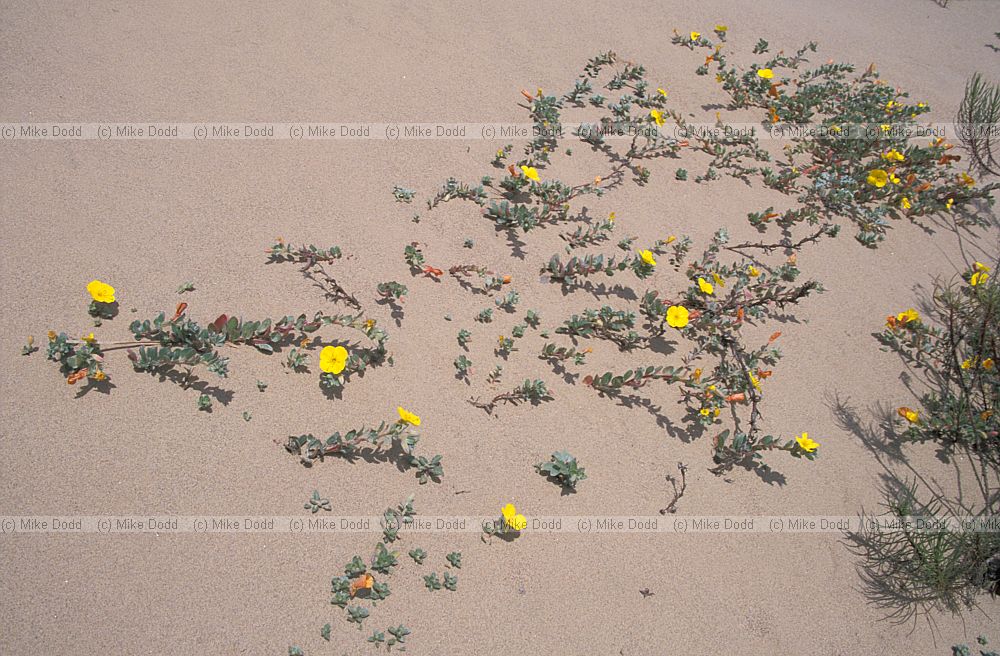 Flowers in coastal sand dunes Guadelupe California