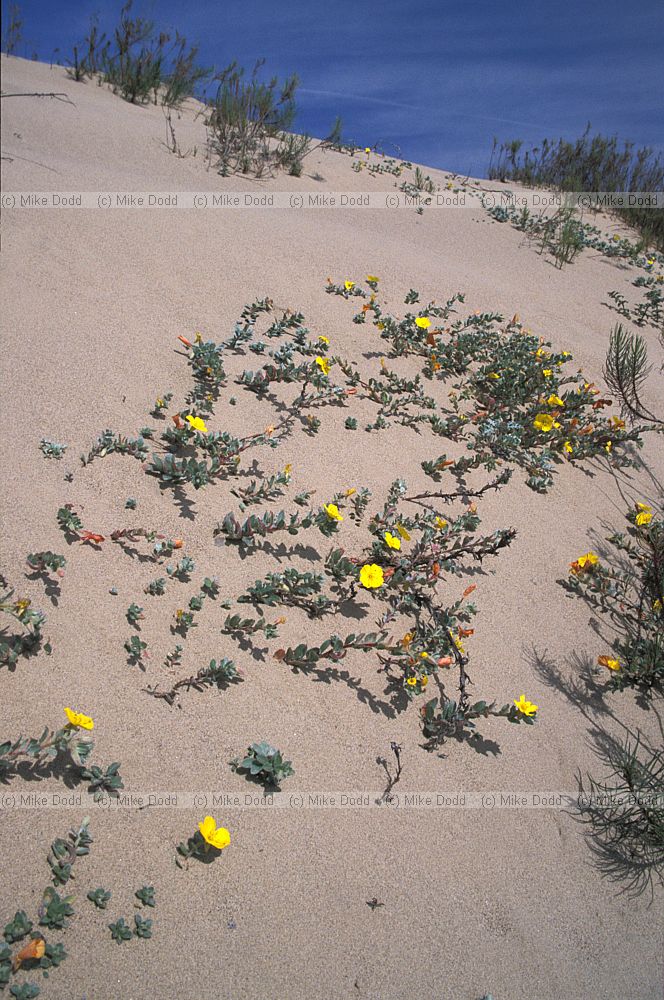 Flowers in coastal sand dunes Guadelupe California