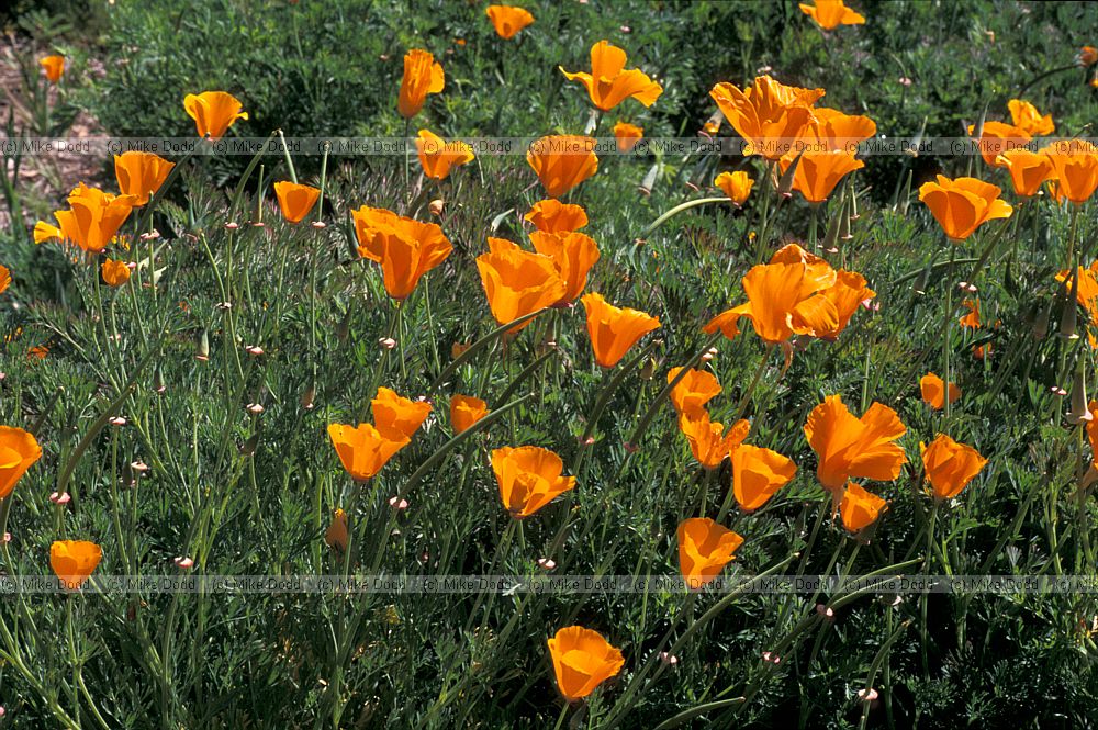 Eschscholzia californica California poppy California