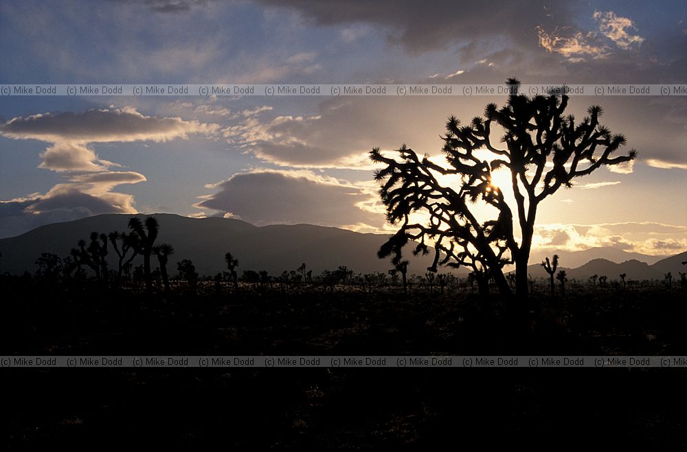 Yucca brevifolia Joshua tree national park evening