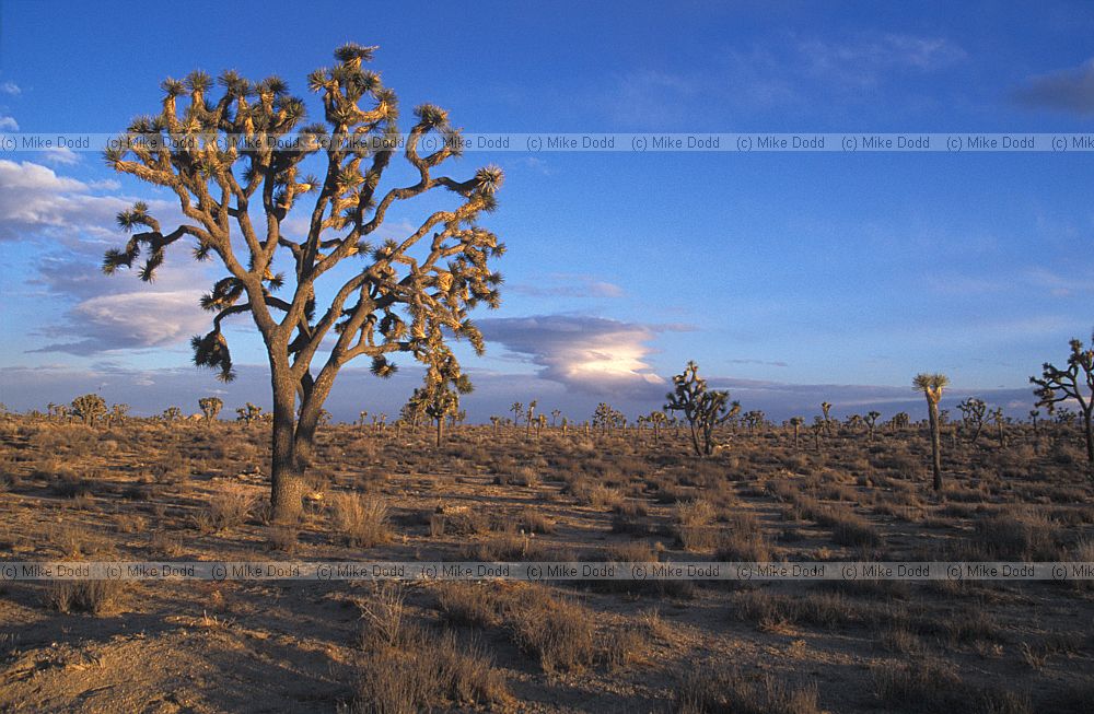 Yucca brevifolia Joshua tree national park evening