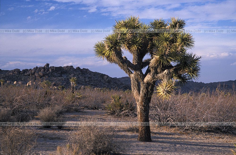 Yucca brevifolia Joshua tree national park evening