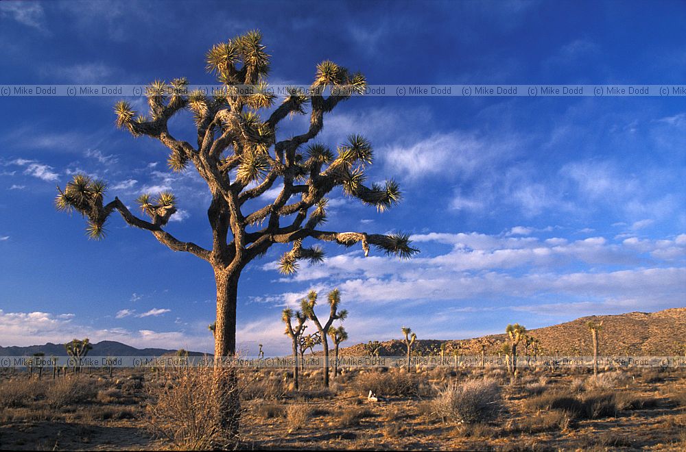 Yucca brevifolia Joshua tree national park evening