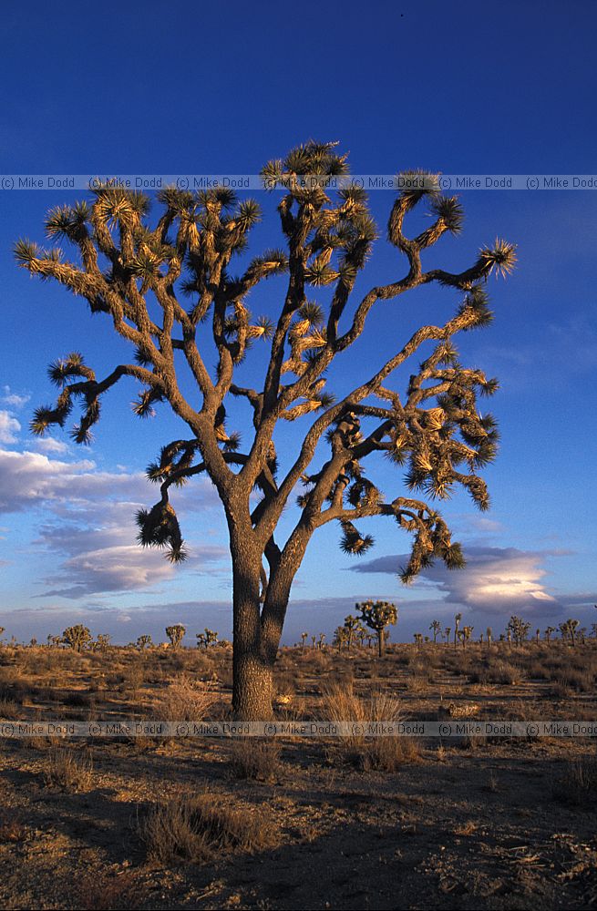 Yucca brevifolia Joshua tree national park evening