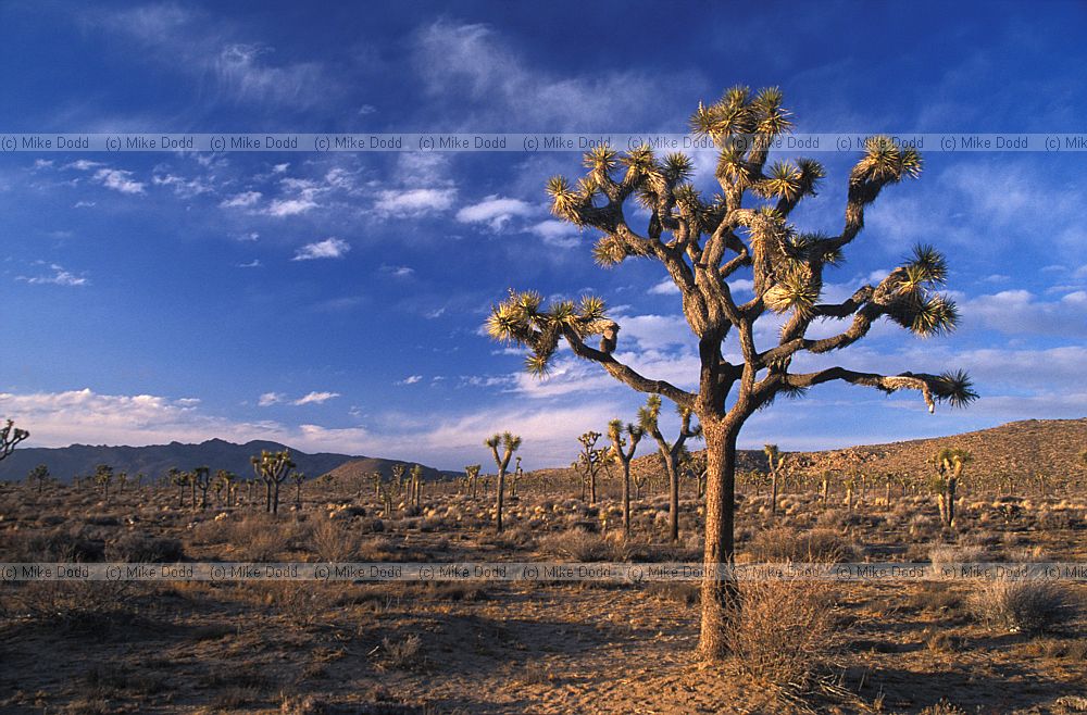 Yucca brevifolia Joshua tree national park evening