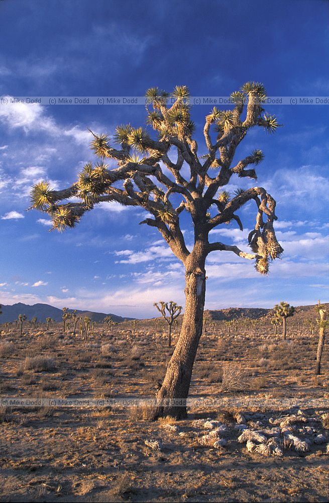 Yucca brevifolia Joshua tree national park evening