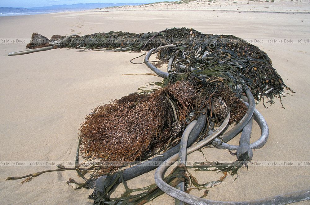 Kelp on beach Guadalupe California