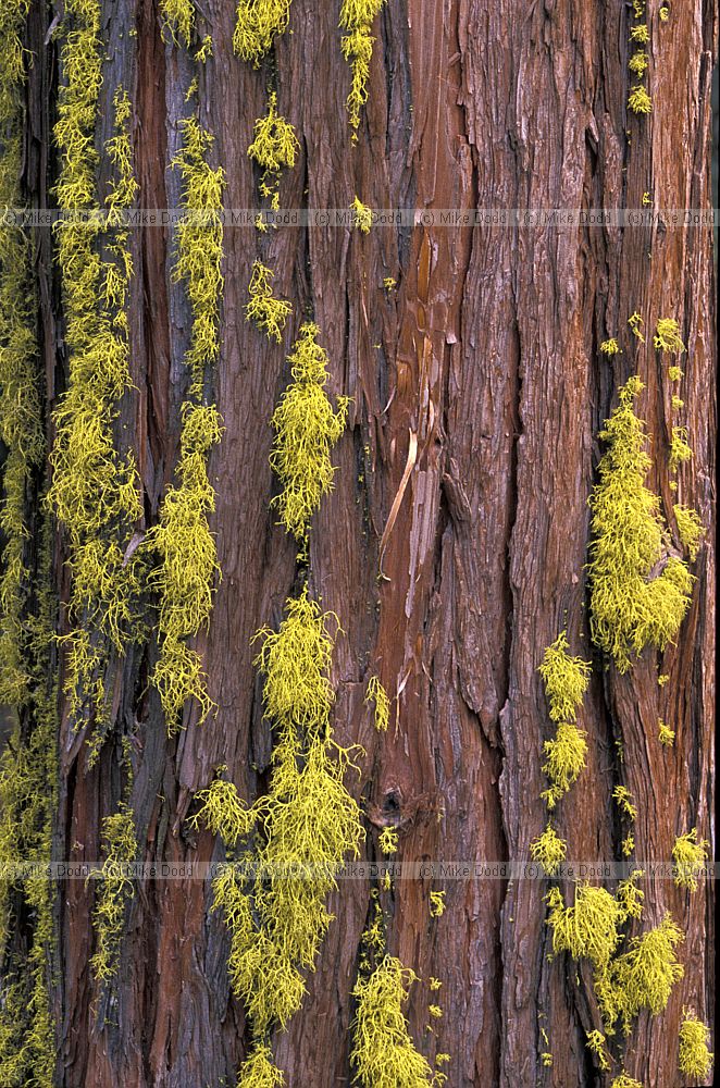 Letharia sp yellow lichen California