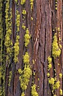 Letharia sp yellow lichen California